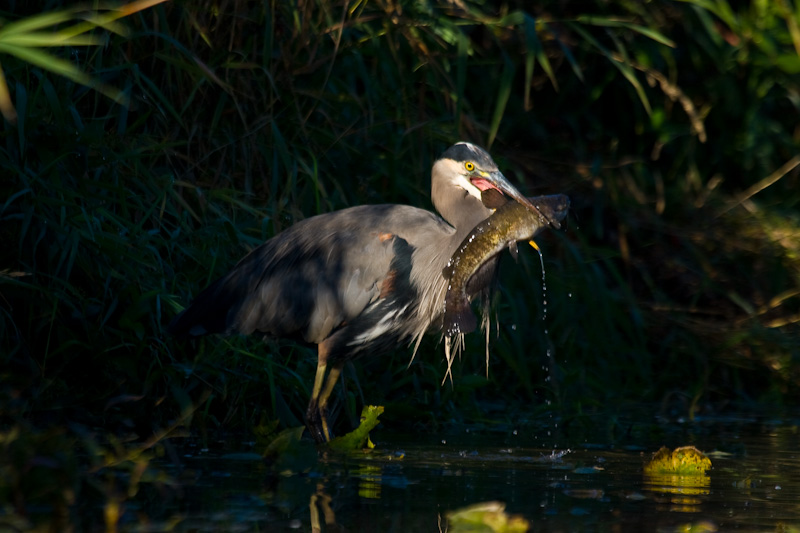 Great Blue Heron Catching Catfish